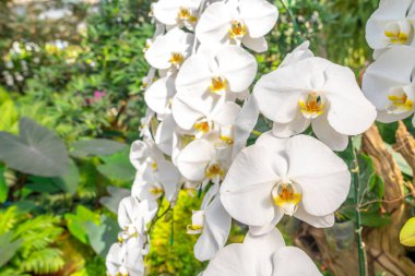 Bahçede penaenopsis orkidesi.