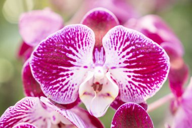 The pink and white moon orchids with a touch of yellow. Also known as a moth orchid. Botanical name: Phalaenopsis Aphrodite