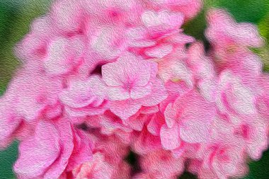 Abstract oil paint pink hydrangea flower.