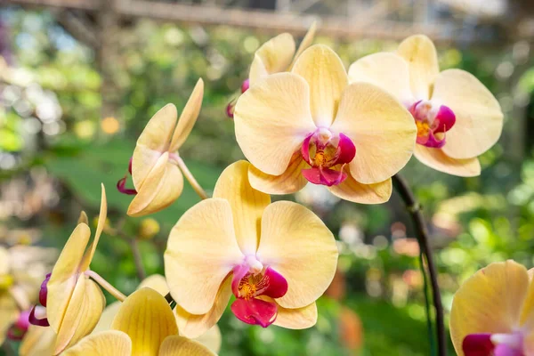 Yellow Orchid in nature farm.