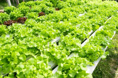 Hidrofonik teknoloji. Organik hidroponik sebze yetiştirme çiftliği