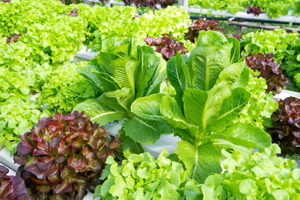 Cos Lettuce Plant Growing Organic Vegetable Garden — стоковое фото