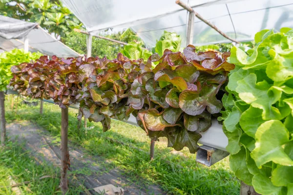 Свежий Органический Красный Зеленый Дубовый Салат Гидропоника Овощи Растущие Экологической — стоковое фото