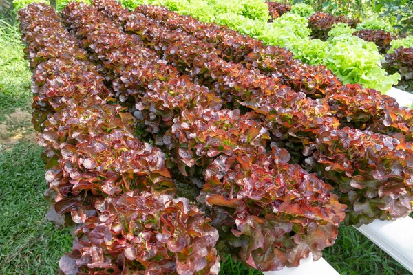Fresh Organic Red Oak Lettuce Red Sails Hydroponics Vegetable Growing — стоковое фото