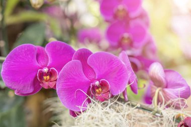 Purple phalaenopsis orchid on light green background with bokeh.