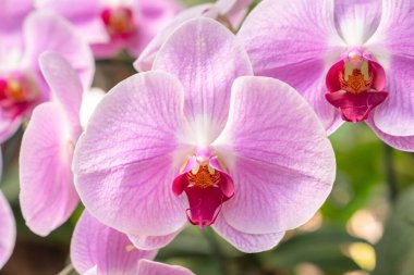Bahçedeki büyük mor ve beyaz renkli Phalaenopsis orkidelerini kapatın..