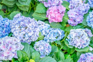 Flower bed full of blossoming blue and purple Hydrangea in garden.