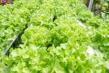 Yeşil yapraklı marul çiftliği hidroponik yöntemi olarak kullanılır.