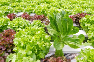 Hydroponic plants growing on water without soil agriculture organic health food nature leaf crop vegetables garden.