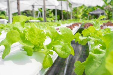 The freshness Hydroponics vegetable farm