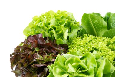 Organic Hydroponics Vegetable for salad green frillice iceberg lettuce on white background.