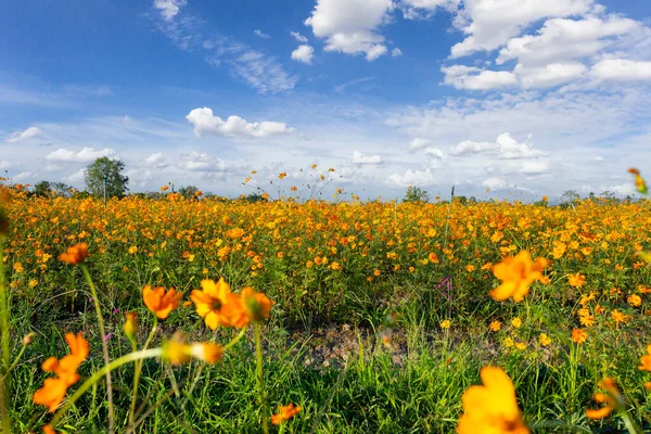 Yellow colour cosmos flowers field with blue sky are most favorite planted in Thailand.