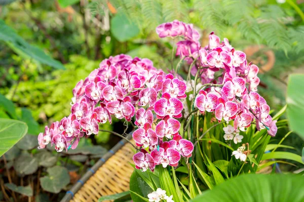 Aglomerado Pequenas Orquídeas Cor Branca Magenta Phalaenopsis — Fotografia de Stock