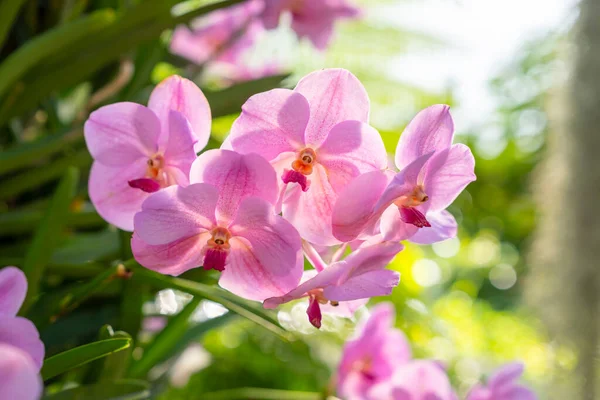 Orchids with fuchsia color on big tree with light green background with bokeh