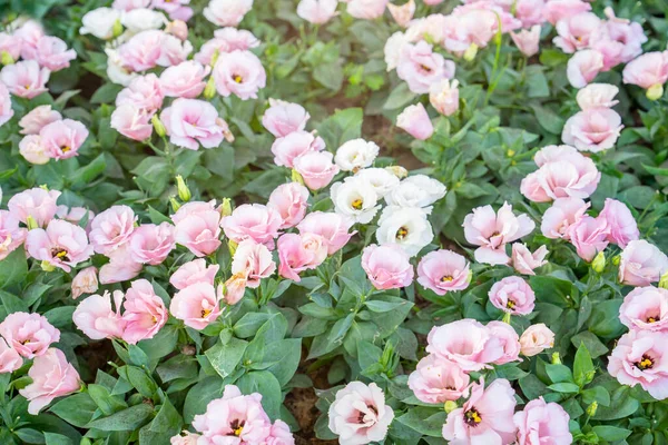 Ροζ Λουλούδια Lisianthus Ανθίζουν Στο Ζεστό Φως Του Ήλιου Πρωί — Φωτογραφία Αρχείου