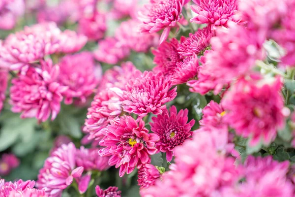 Όμορφο Ροζ Χρυσάνθεμο Φυτό Στον Κήπο — Φωτογραφία Αρχείου