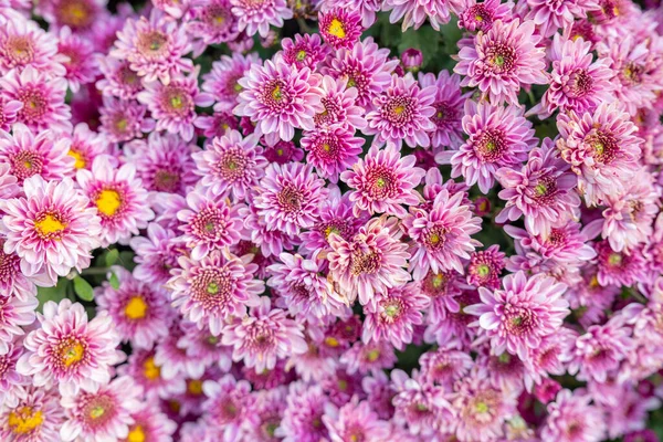 Μοτίβο Του Χρυσάνθεμου Στο Πάρκο Σύμπλεγμα Από Ροζ Χρυσάνθεμο Λουλούδια — Φωτογραφία Αρχείου