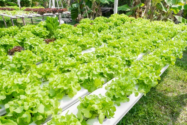 Cultivation Hydroponics Green Vegetable Farm — Stock Photo, Image