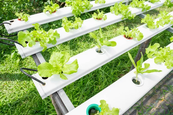 Hydroponic Vegetable Planted Garden — Stock Photo, Image
