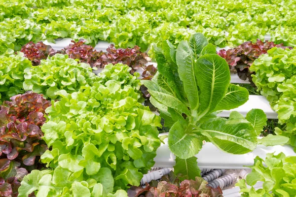 Hydroponic Plants Growing Water Soil Agriculture Organic Health Food Nature — Stock Photo, Image