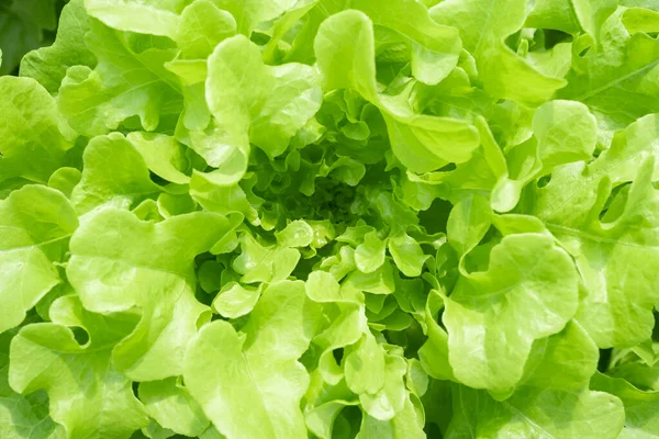 Close Green Oak Lettuce Hydroponics Vegetable Agriculture Backgrounds Botany — стоковое фото