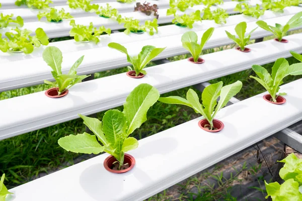 Young Cos Lettuce Plant Growing Organic Vegetable Garden — Stock Photo, Image