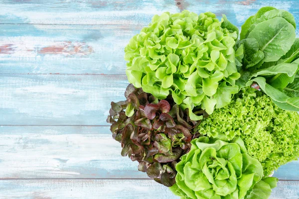 Group Hydroponic Vegetables Blue Wooden Background Green Butter Head Red — Foto Stock