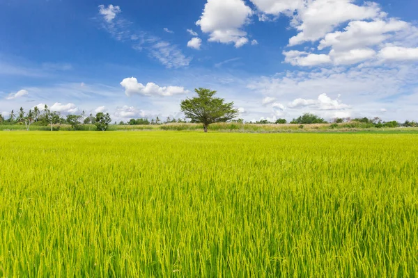 Πράσινο Ρύζι Πεδίο Φόντο Ουρανό Και Σύννεφο Φυσική Έννοια — Φωτογραφία Αρχείου