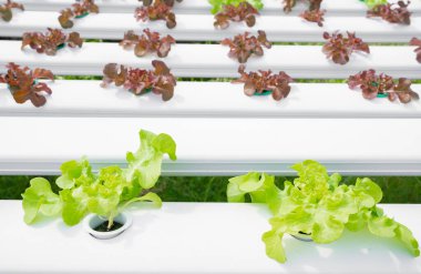 hydroponic sebze bir bahçe dikti.