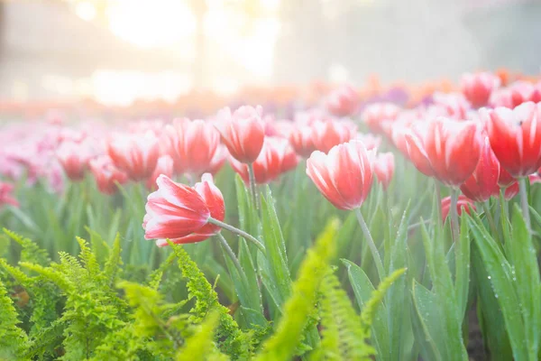 Όμορφο Κόκκινο Λευκή Τουλίπες Στον Κήπο Άνοιξη Έρχεται Άνοιξη Σεζόν — Φωτογραφία Αρχείου