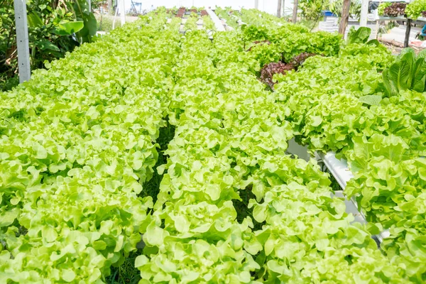 Organic Lettuce Hydroponic Farm Food Concept — Stock Photo, Image