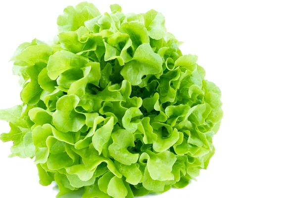 Zöld Tölgy Saláta Levelek Fehér Alapon — Stock Fotó