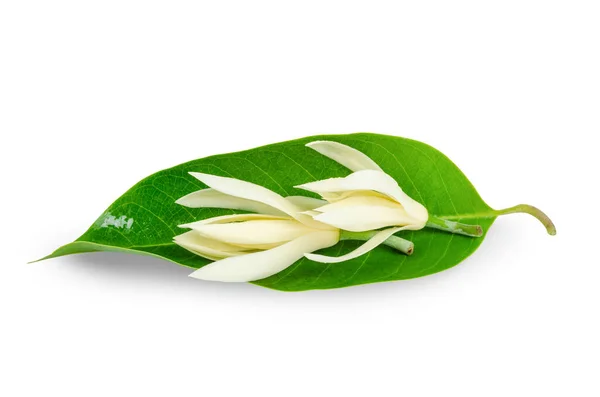 Champee Thai Flores Con Hoja Verde Aisladas Sobre Fondos Blancos —  Fotos de Stock