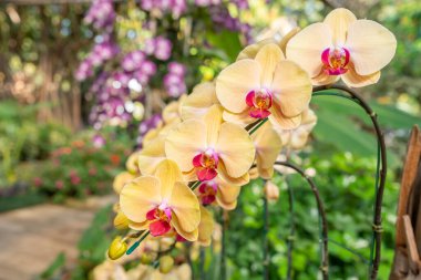 Yellow colour Phalaenopsis orchid in garden.