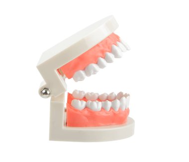 Beyaz arkaplanda kırmızı sakızlı diş modeli, kırpma yolunu kaydet. Ağız bakımı kavramı