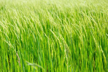 Pirinç alanında çiçeklenme yakın çekim