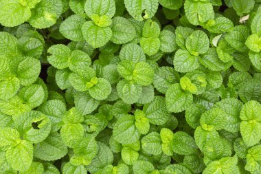 Yeşil yapraklar, doğa geçmişi. Nane Bitki Silik Arka Plan