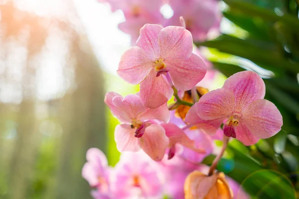 Orchid Επιλεκτική Εστίαση Πρώτο Πλάνο Και Θολό Φόντο — Φωτογραφία Αρχείου