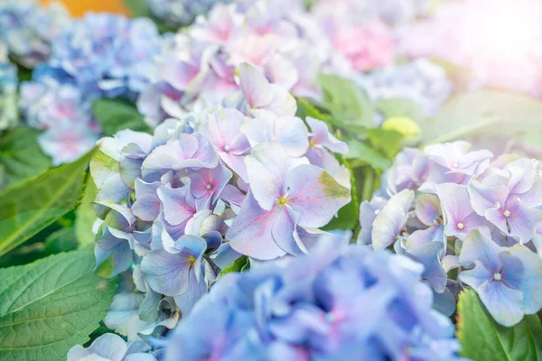 Blaue Hortensie Hintergrundbild Hortensien Stehen Voller Blüte — Stockfoto