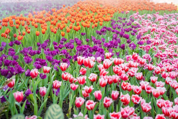 Садовое Поле Тюльпанами Различных Ярких Радужных Лепестков Цвета Красивый Букет — стоковое фото