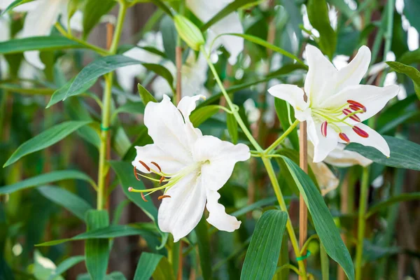 Λευκό Πασχαλινό Κρίνο Λουλούδια Στον Κήπο — Φωτογραφία Αρχείου
