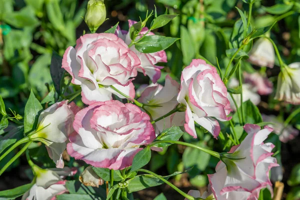 Lisianthus flowers. The soft pink rose flowers are blooming in the soft morning sunlight