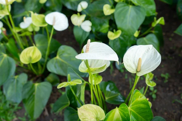 Εξωτικό Λευκό Ανθούριο Λουλούδια Ανθίζουν Στον Κήπο — Φωτογραφία Αρχείου