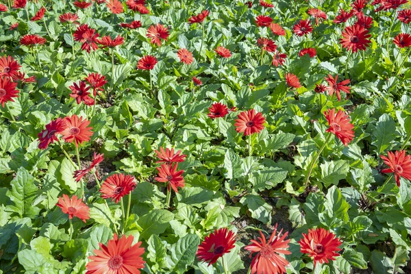 Red Gerbera Flower Garden Decorative Garden Plant Cut Flowers — Stock Photo, Image