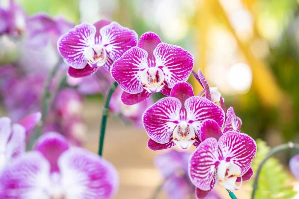 Zweig Der Orchidee Phalaenopsis Garten Violette Orchideen Blühen — Stockfoto