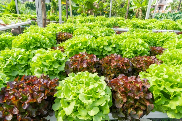 Hydroponická Zelenina Zelený Dubový Salát Pěstovaný Plastových Trubkách Chytrých Farmách — Stock fotografie