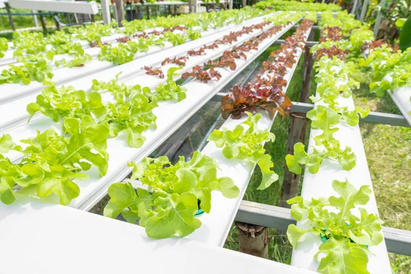 Hydroponics Vegetables Green Oak Lettuce Growing Plastic Pipes Smart Farms — Stock Photo, Image