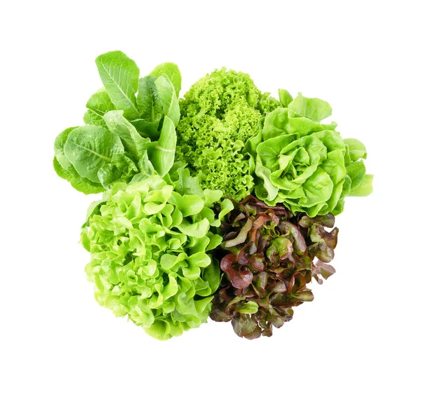 Friss Romaine Saláta Cos Saláta Vörös Zöld Oakleaf Saláta Növényi — Stock Fotó