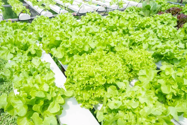 Hydroponics Vegetables Green Oak Lettuce Growing Plastic Pipes Smart Farms — Stock Photo, Image
