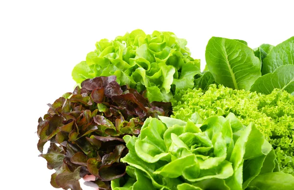 Fresh Romaine Lettuce , Cos Lettuce, Red and Green Oakleaf lettuce Vegetable salad isolated on white background.